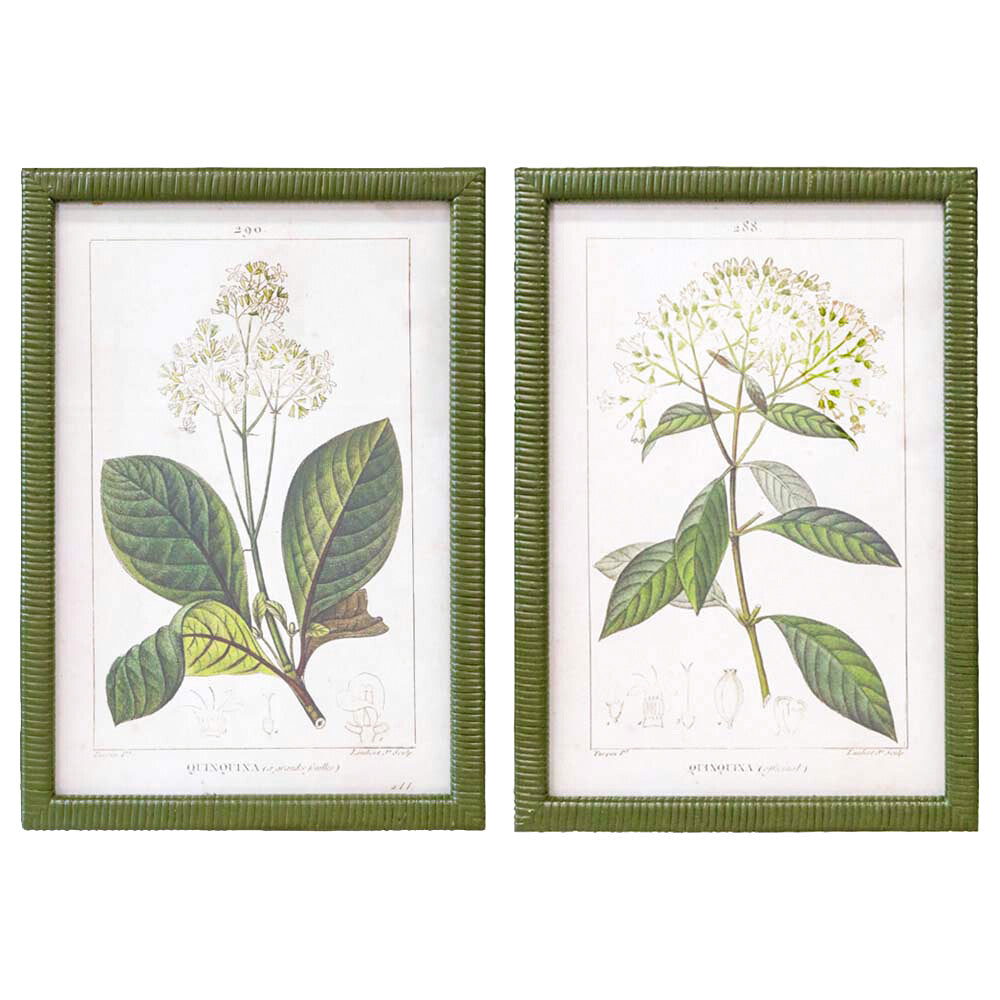 Framed Print Asstd Botanical