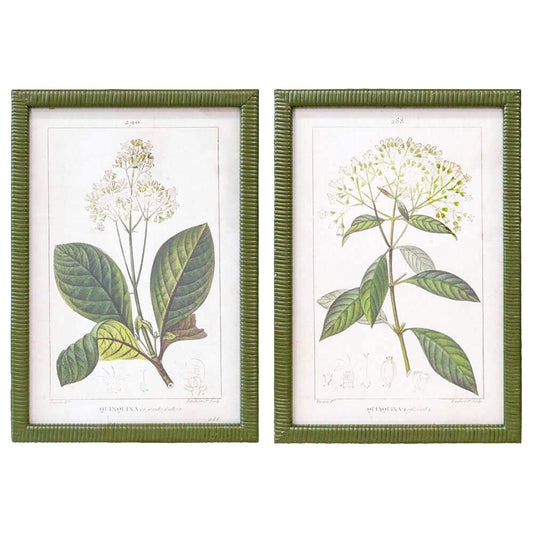 Framed Print Asstd Botanical